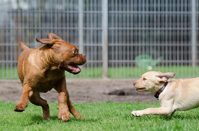 dog boarding facilities